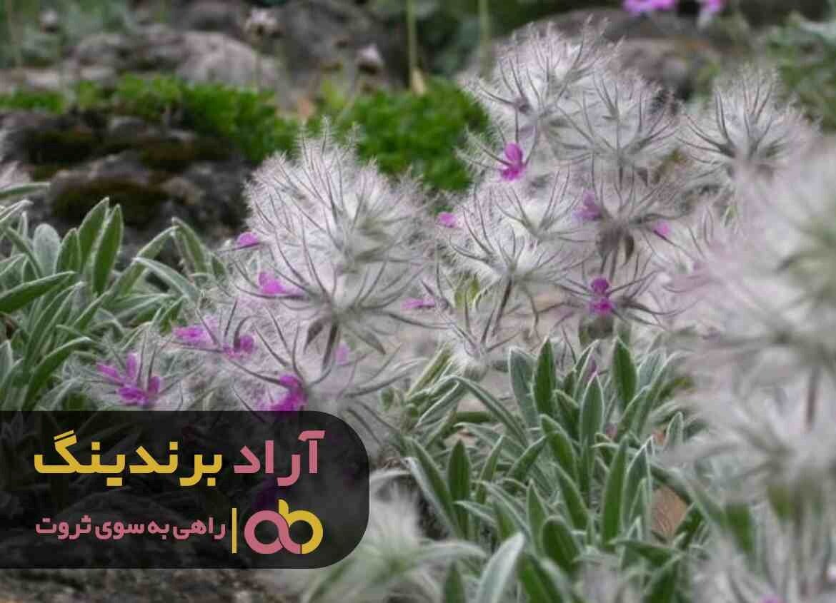 چای کوهی اصل در ایران تولید می شود 2