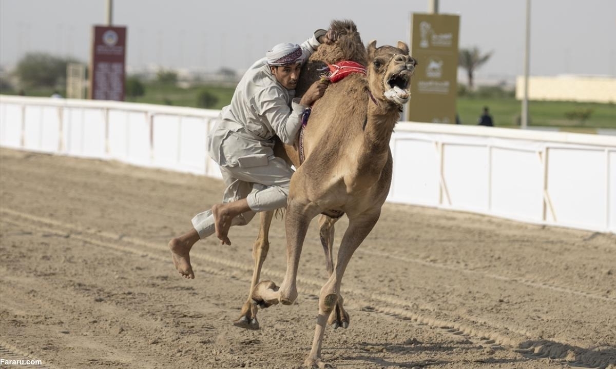 بازی هندبال روی شتر برای نخستین بار در قطر (+عکس)