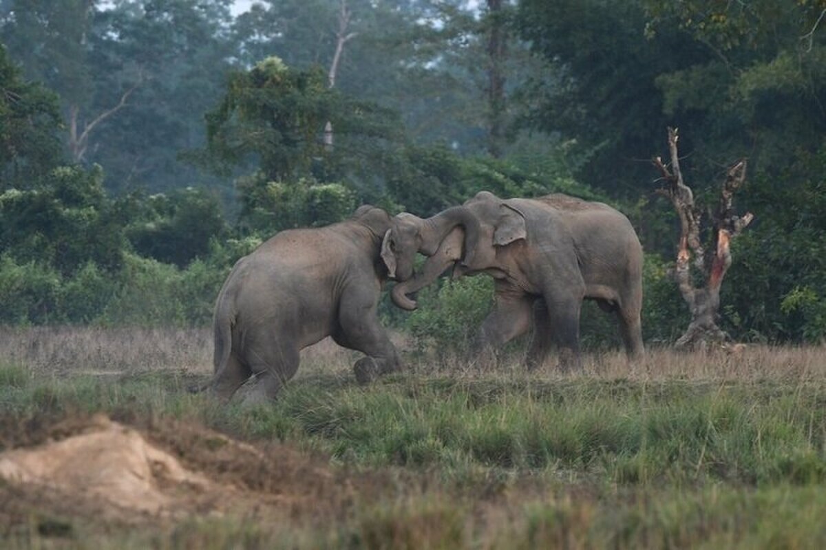 هجوم فیل‌های وحشی به یک روستا در هند (+عکس)