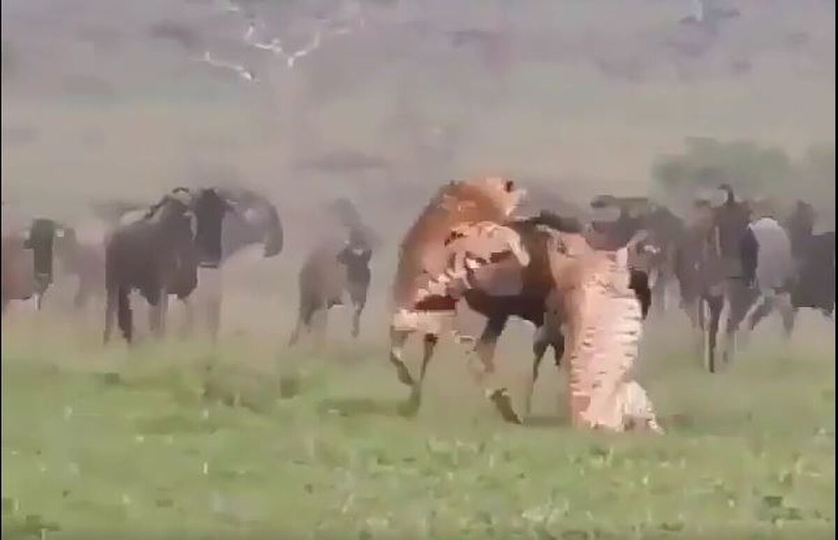 ببینید | حمله یوزپلنگ‌های وحشی به گاومیش آفریقایی