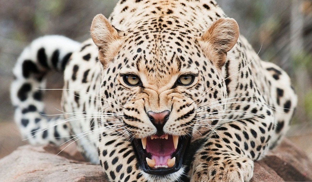 حمله وحشتناک یوزپلنگ‌های وحشی به گاومیش آفریقایی (فیلم)