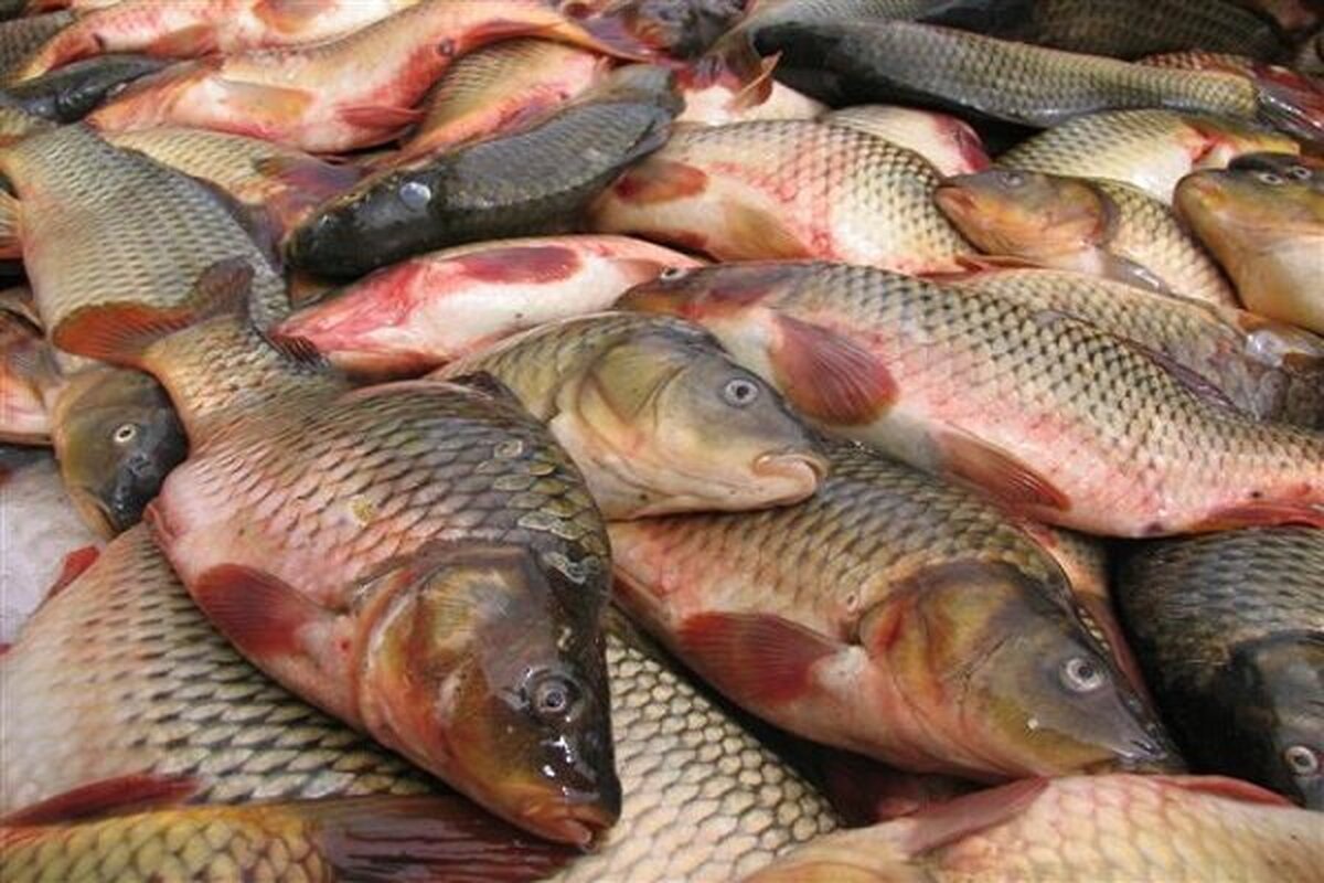 تولید سالانه ۲۰۰ هزار تن ماهی گرم آبی در کشور