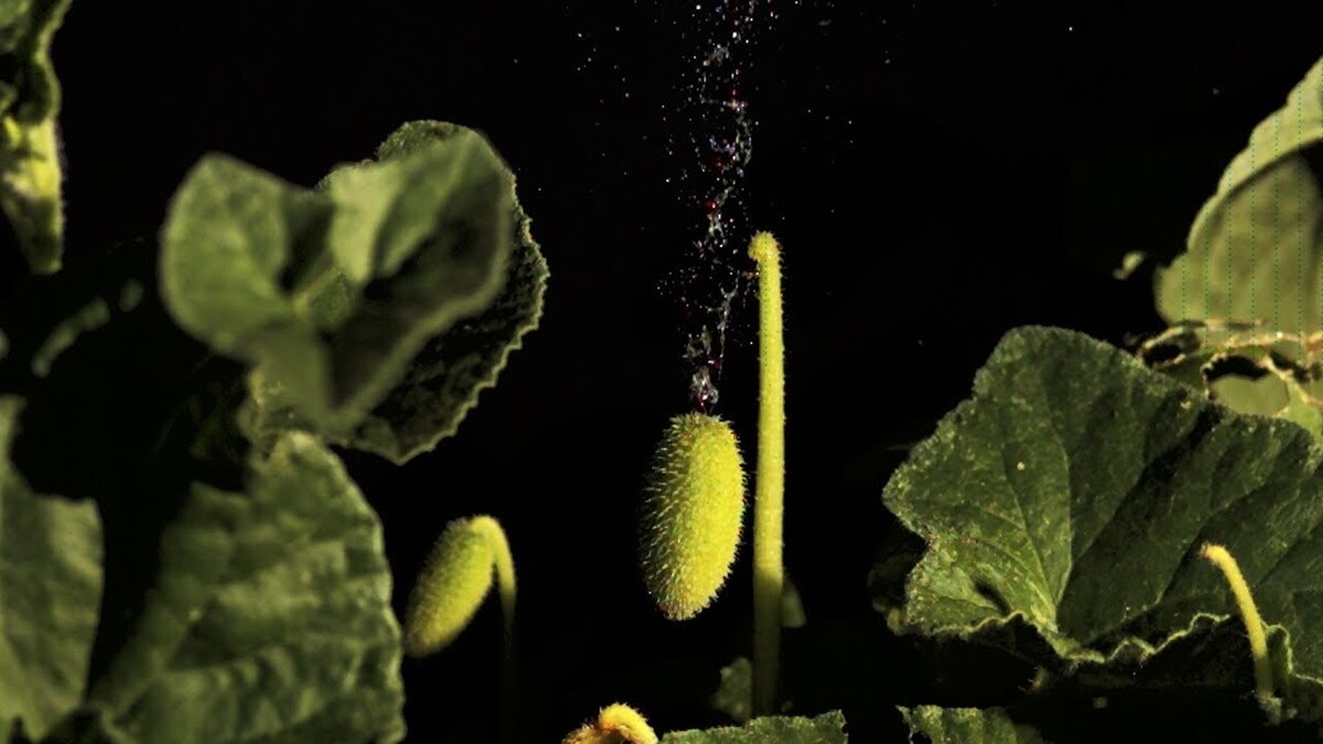 خیار آبپاش؛ گیاه عجیبی که مایع درون خود را تا 6 متر پرتاب می کند! (+فیلم و عکس)