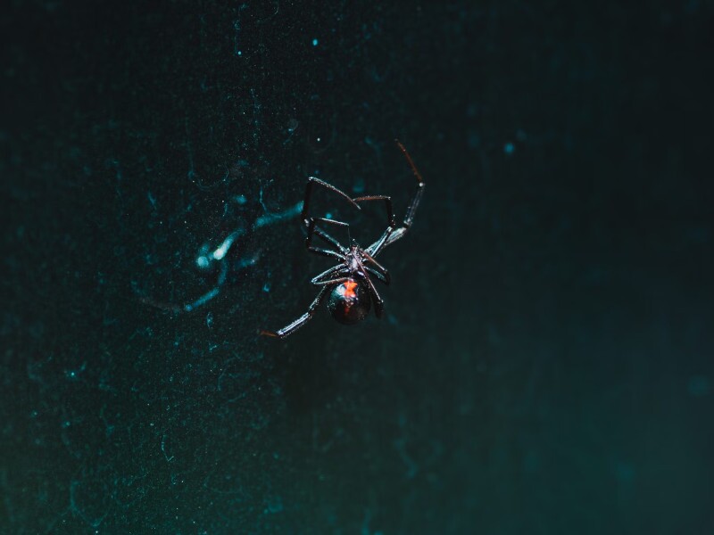 خطرناک ترین عنکبوت دنیا در ایران! (عکس)
