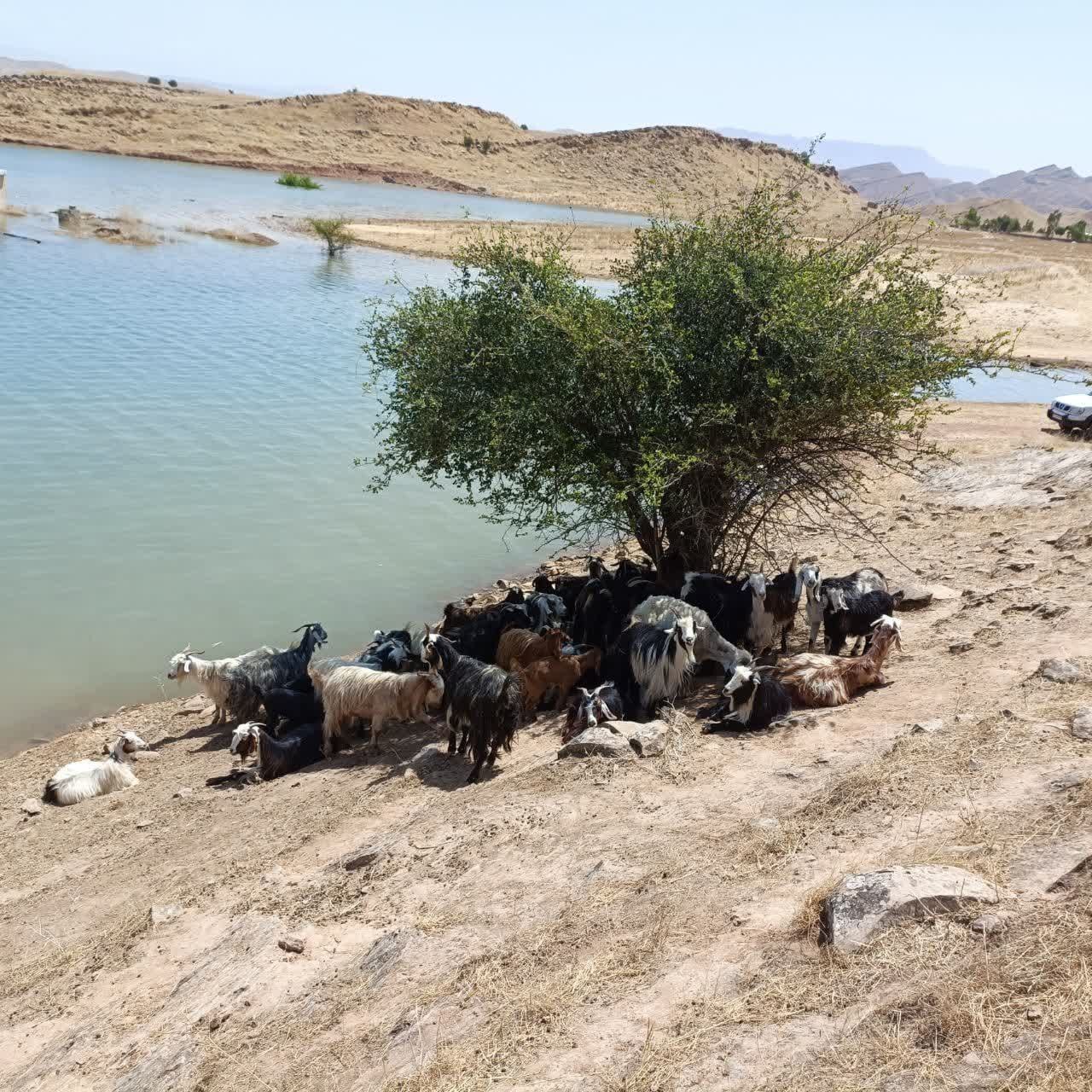 روستاهای حاشیه سد گتوند خوزستان زیر آب رفتند (+ عکس و فیلم) 7