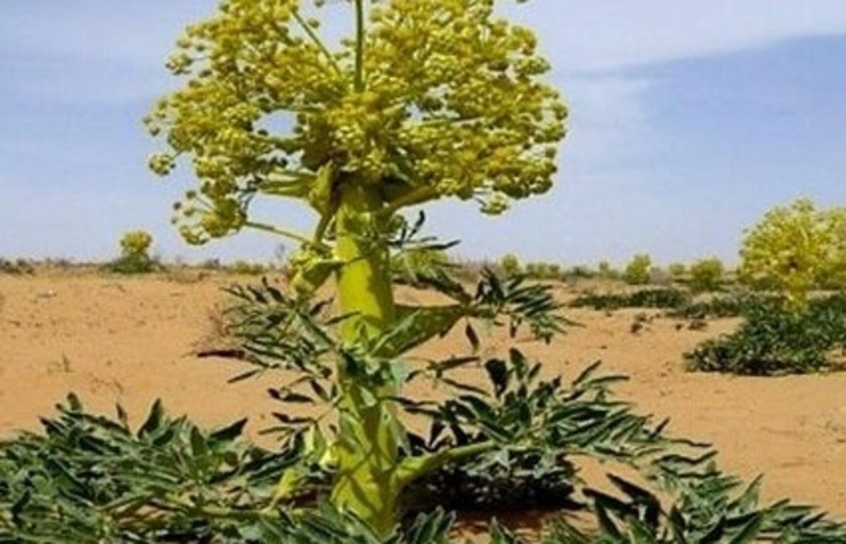 پرسودترین گیاه دارویی کشور در خطر انقراض/ علت: خشکسالی