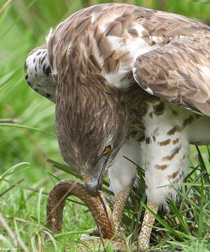 مبارزه‌ مرگبار عقاب با یک مار کبری سمی (عکس)