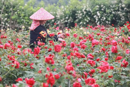 دیدنی های امروز؛ از حواشی یک تاجگذاری تا جشنواره گل لاله 12